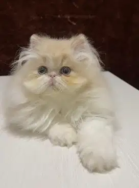 Kucing persia peaknose jantan dan betina