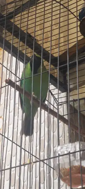 Murai Daun Istimewa