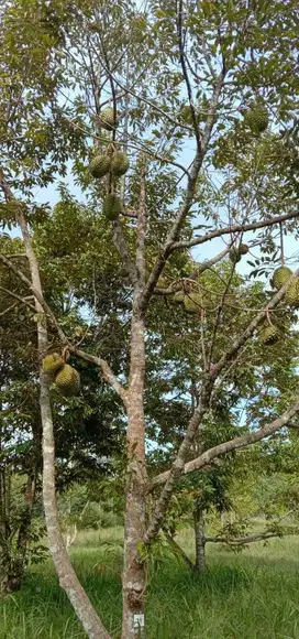 Kebun durian monthong