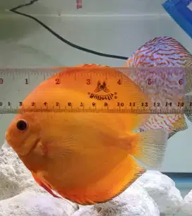 Golden Red Discus 5 Inch Top Color