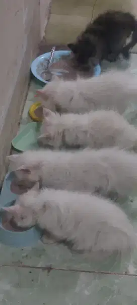 Persia kitten satuan