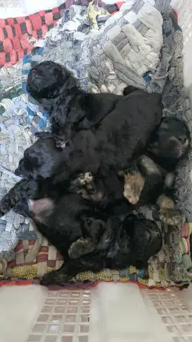 Dijual anakan Poodle Phantom