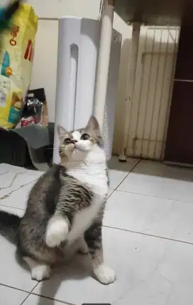 Kitten Scottish Straight / Munchkin Ns / BSH