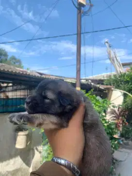 di semi hibahkan anakan campuran husky