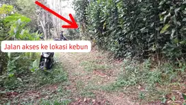 Dijual Murah Tanah 3512 m2 Kebun Manggis + Cengkeh di Wanayasa