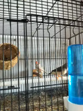 2 Pasang burung zebra finch