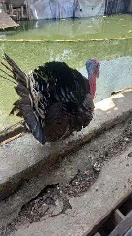 AYAM KALKUN JANTAN