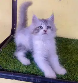 Kucing persia kitten betina 2.5 bln