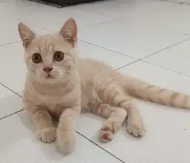 MALE CREAM BRITISH SHORTHAIR