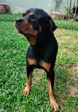 Rottweiler Betina Dewasa – Trah Juara, Terlatih obedience, STB Lengkap