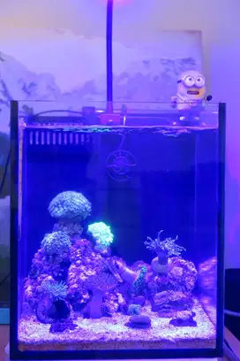 Akuarium aquarium air laut
