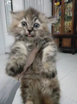 Kitten Persia 4Bln