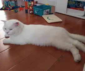 Open adopt kucing persia jantan putih