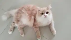 LEPAS ADOPSI KUCING PERSIA BETINA