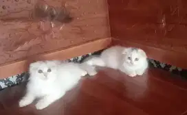 Kitten scottish fold longhair