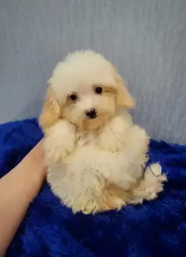 Top Quality parti color teddy bear Poodle