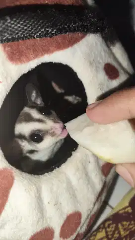 Sugar glider classic gray