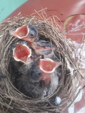 Burung anakan kutilang 3 ekor