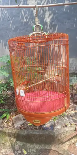 Sangkar murai BNR no2 A4 fs