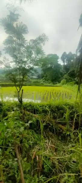 Tanah di kaliasem lovina