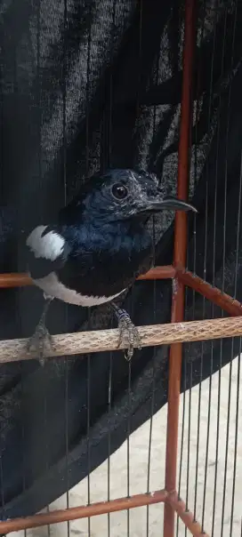 Kacer poci jantan