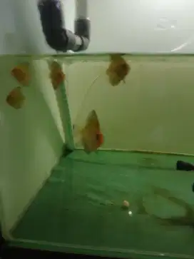 Discus leopard 4cm.4.5cm