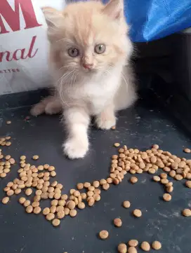 Kitten Persia gembul