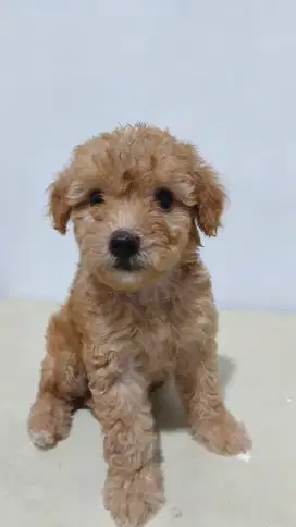 Fast Open Adopt 2 Anakan  Poodle