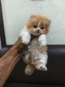 Kitten persia flatnose