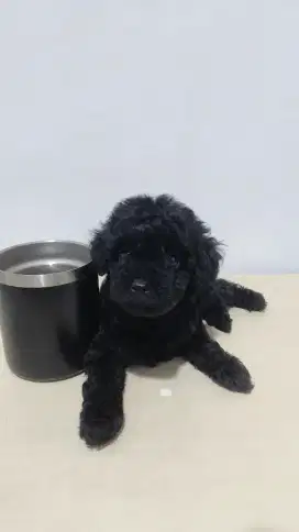 Fast Open Adopt Tinggal 1 anakan black poodle