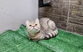 Bsh Scottish straight female