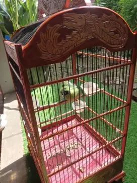 Sangkar/kandang burung kotak no 2
