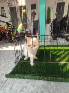 Kucing Exo betina