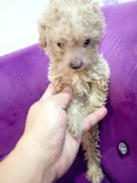 Jual toy poodle