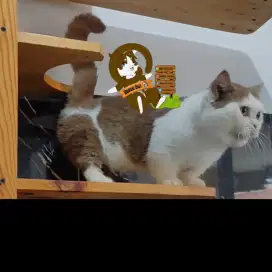 Pacak BSH Munchkin / Kawin BSH Munchkin / BSH cinamon import