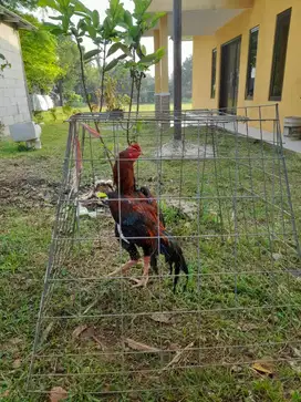 Anak Ayam Umur 3 Minggu & Induknya (Keturunan Pakhoy)