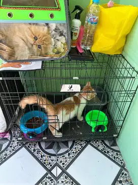 Kandang kucing bagus 97%