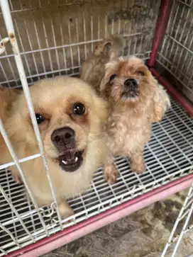 Shihtzu Betina dan Pomeranian Jantan