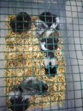 Anak Hamster Syirian. jinak Sehat Lucu