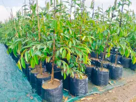 Bibit durian  planterbag