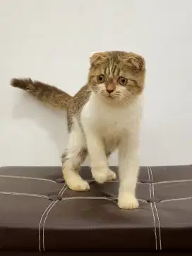 Kucing Scottish fold