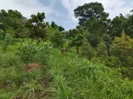 Tanah kebun duren singaraja desa panji anom