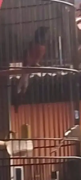 murai 2 x mbg mau ke dewasa jual aja panjang ekor 18.