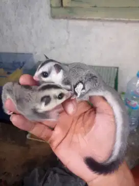 Sugar glider white face