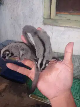 Sugar glider clasicgrey