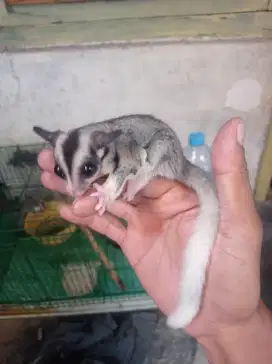 Sugar glider mozaik