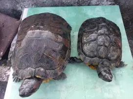 Kura kura brazil
