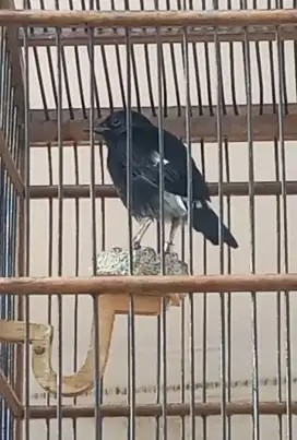 Burung Decu gacor cetetan