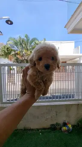 Anjing pochon mini