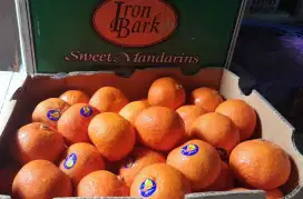 Jeruk aust 1 kg